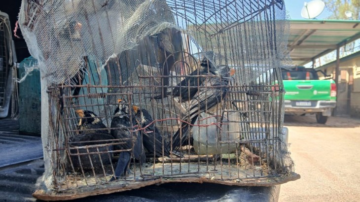 Rescataron a 18 aves autóctonas que pretendían ingresar a Mendoza desde Catamarca